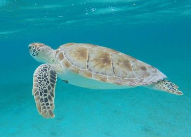 Tulum, Cenote and Swimming with Turtles from Playa del Carmen